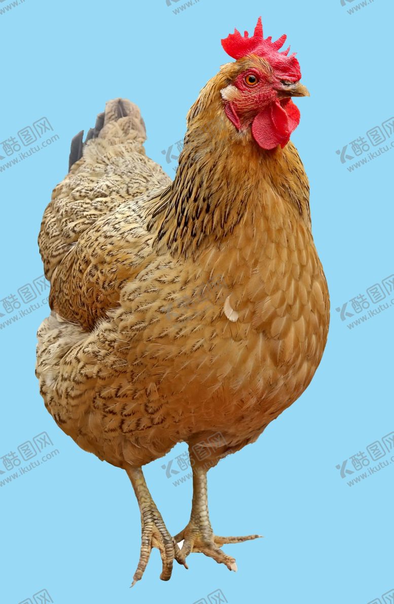 编号：89378105031216495743【酷图网】源文件下载-母鸡