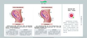 孕妈妈及胎宝宝变化第九个月