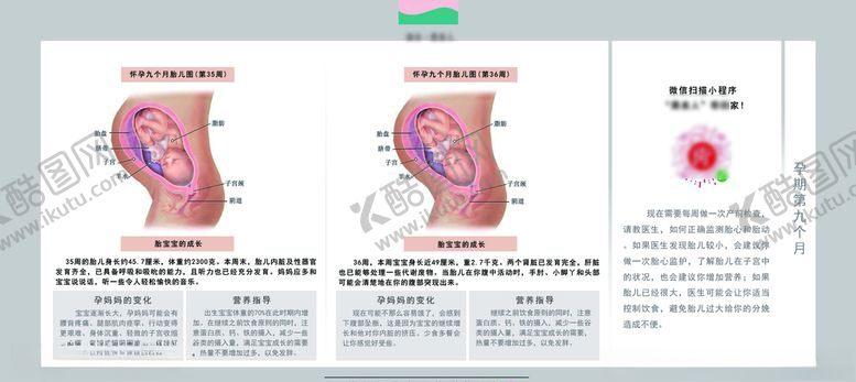 编号：41144905160530349392【酷图网】源文件下载-孕妈妈及胎宝宝变化第九个月