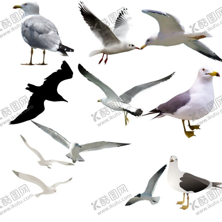 编号：62128006251819061014【酷图网】源文件下载-海鸥png免扣图片
