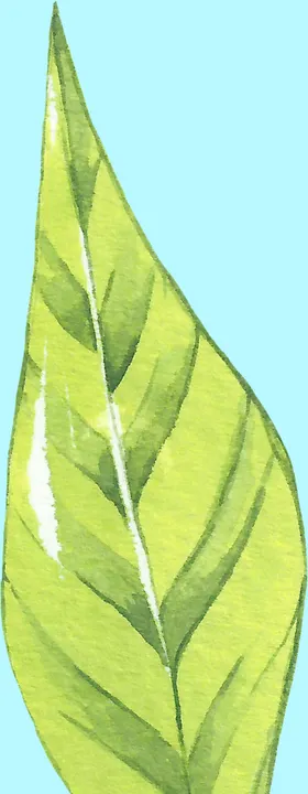 花卉树叶