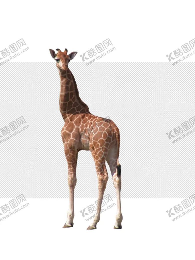 编号：14577204301431538219【酷图网】源文件下载-长颈鹿