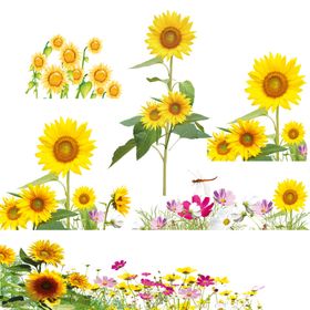 葵花铅笔画