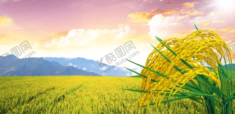 编号：32847909150455245189【酷图网】源文件下载-水稻 