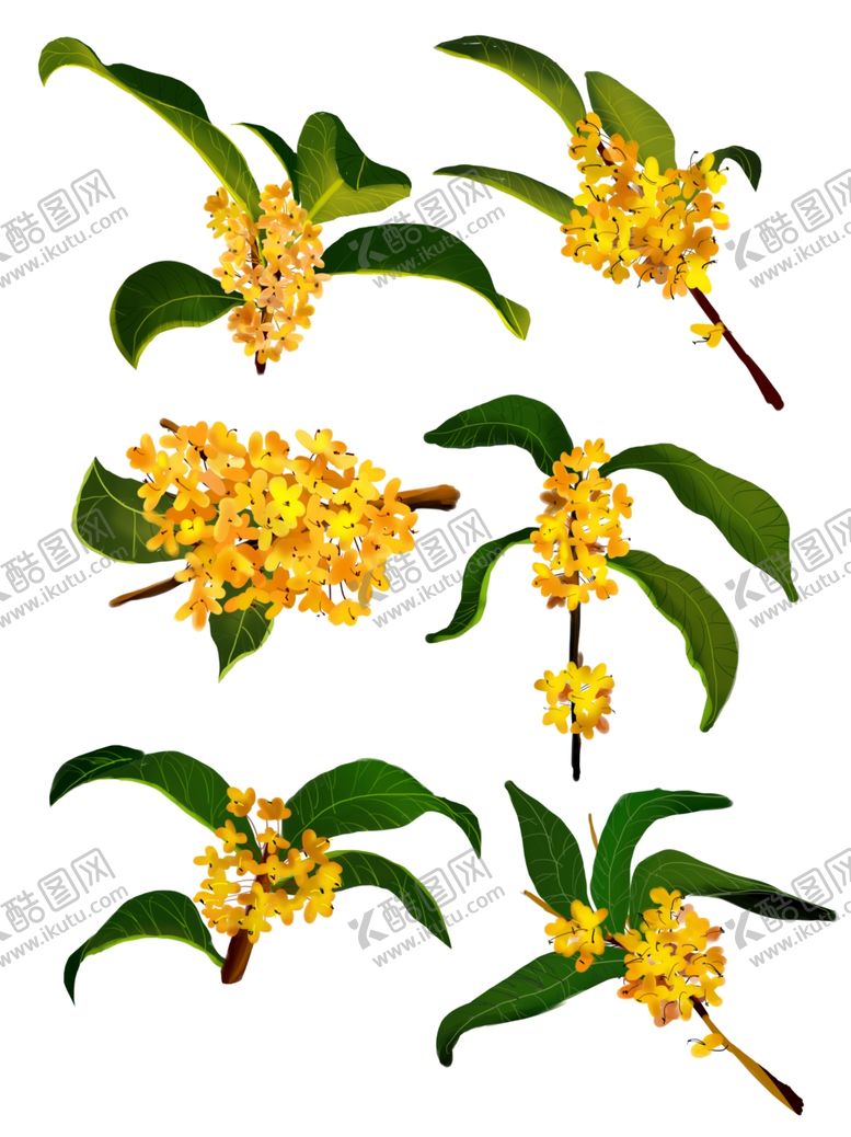 编号：39624211261650103775【酷图网】源文件下载-手绘桂花插画