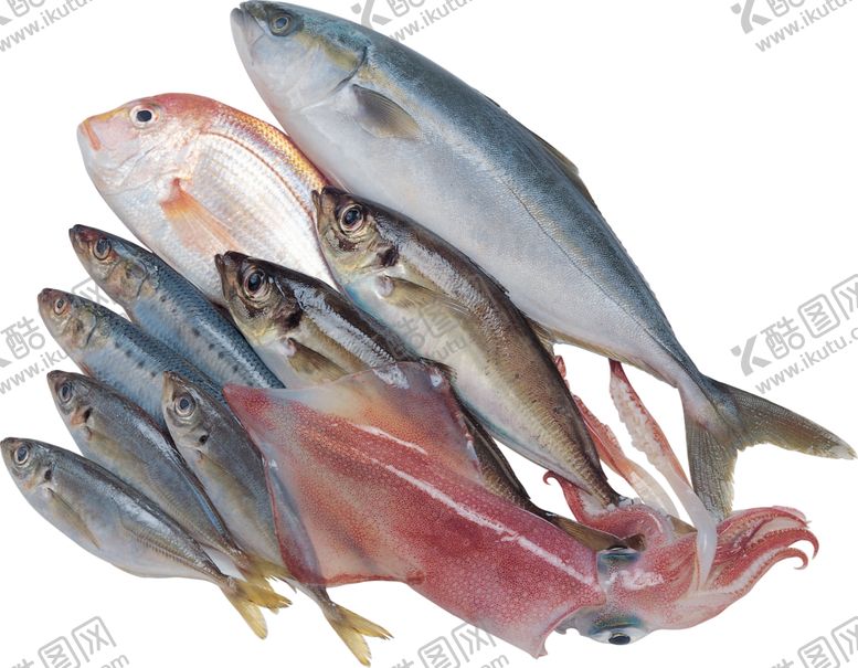 编号：45863809201322118431【酷图网】源文件下载-海洋鱼类图谱