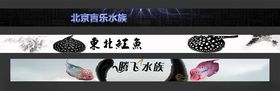 水族观赏鱼海报banner