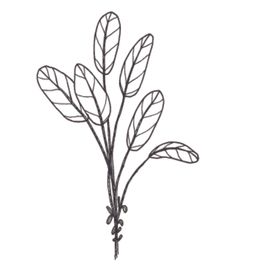 植物花卉绘画图谱