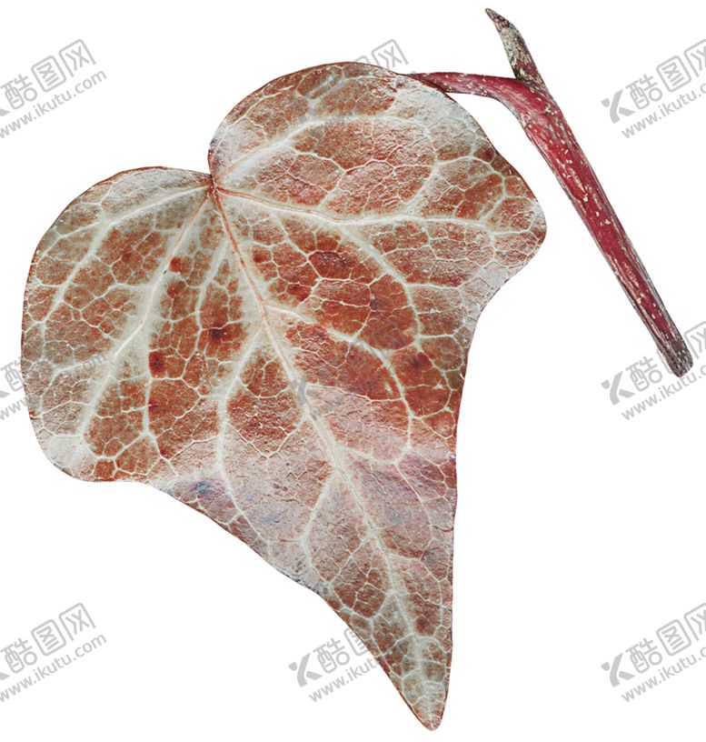 编号：77352610072001314818【酷图网】源文件下载-欧式金属树叶