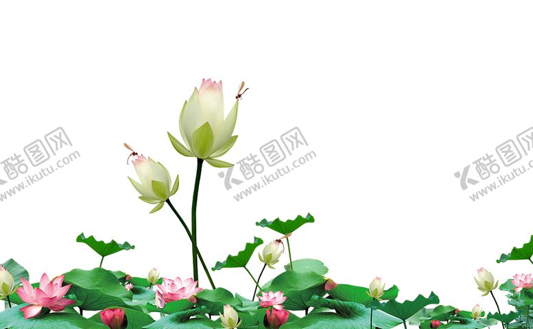 编号：85552903280015313375【酷图网】源文件下载-荷花免扣图PNG
