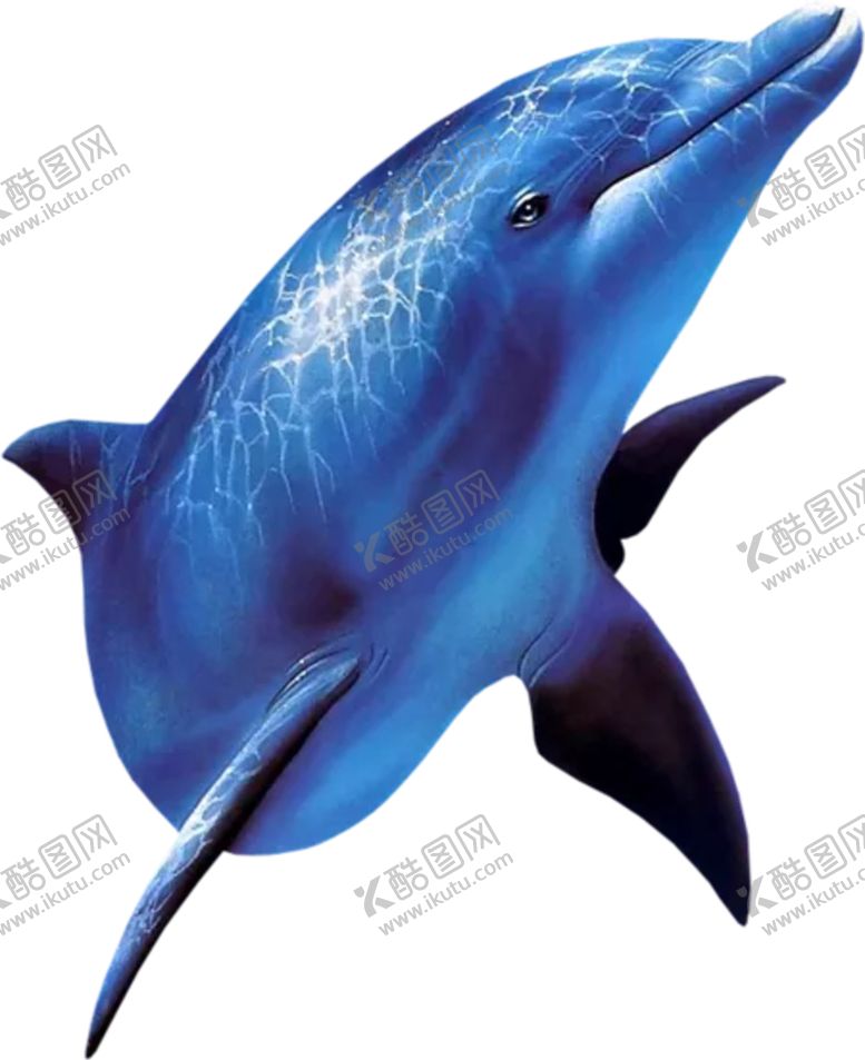 编号：56820404161126134249【酷图网】源文件下载-海豚