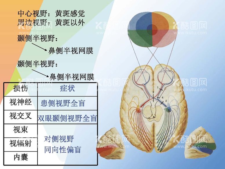 编号：67343111251703474723【酷图网】源文件下载-神经系统