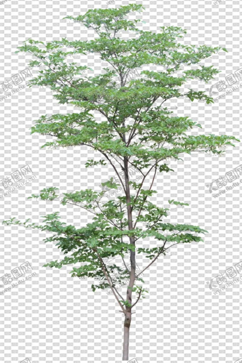 编号：22119506271300373729【酷图网】源文件下载-透明底植物