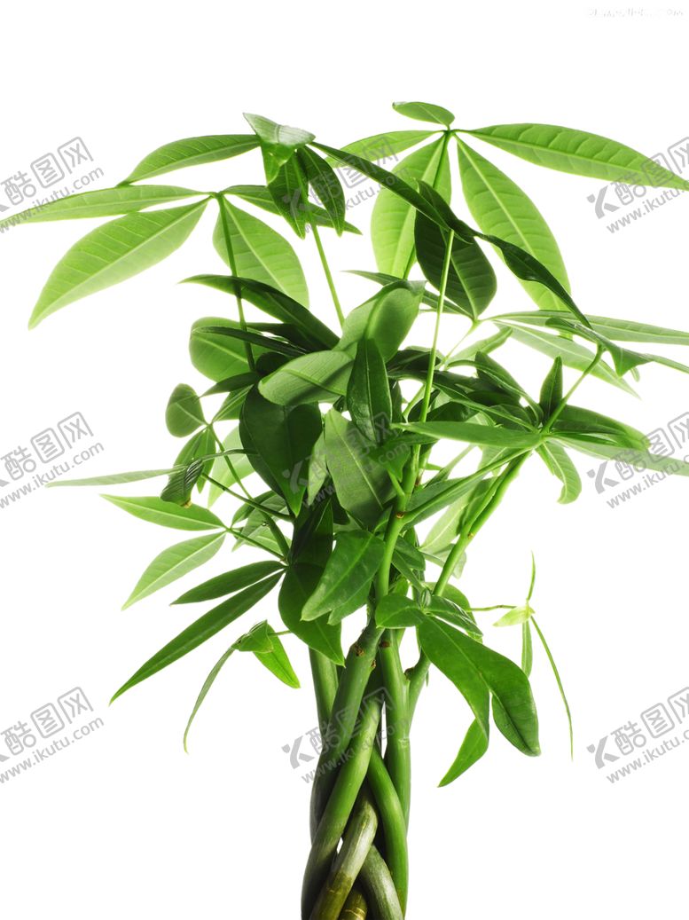 编号：26032310131902472187【酷图网】源文件下载-绿色相框