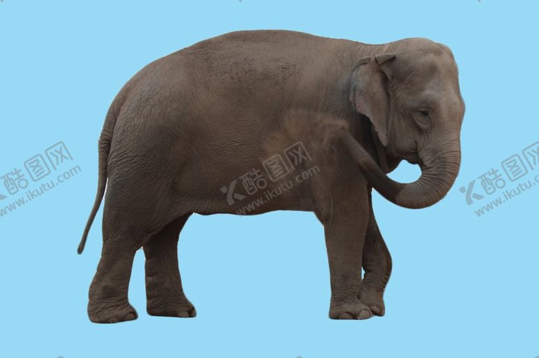 编号：73087009190658501647【酷图网】源文件下载-大象