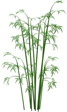 透明png竹子图片