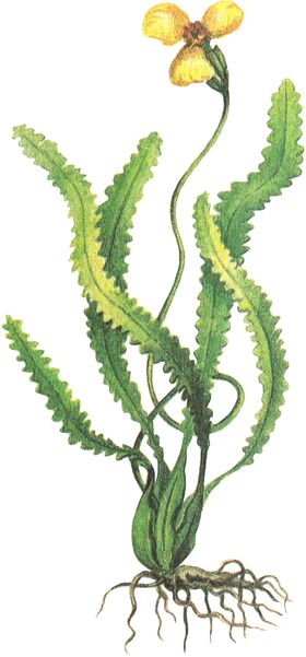 水生植物素材