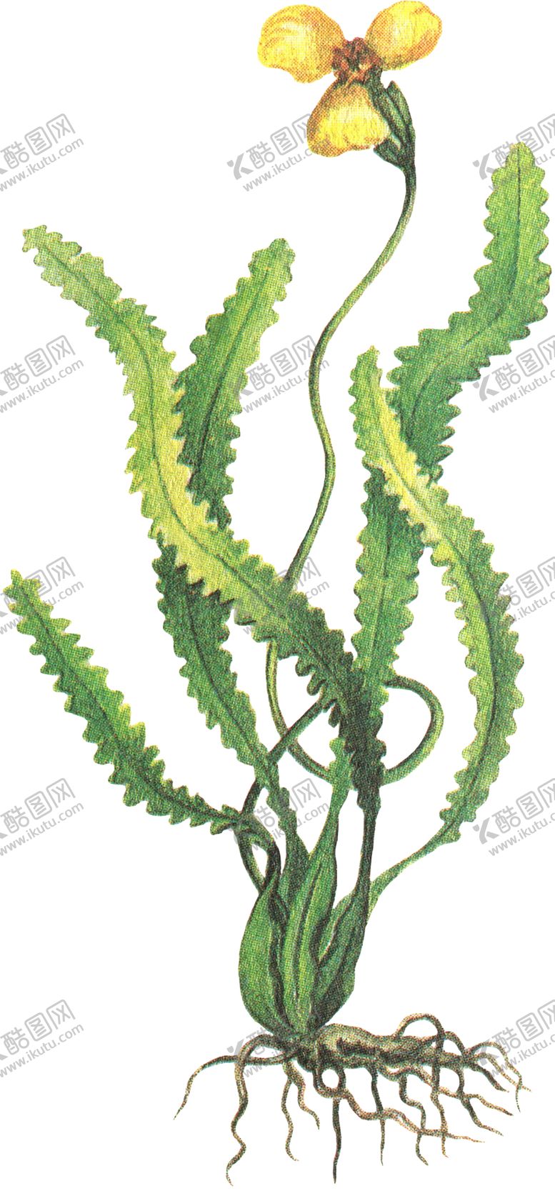编号：94518205161511569518【酷图网】源文件下载-免扣水生植物素材图片