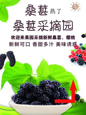 桑葚采摘简约海报