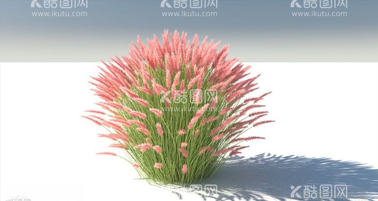 编号：99751703110833438565【酷图网】源文件下载-C4D模型狼尾草狗尾巴草