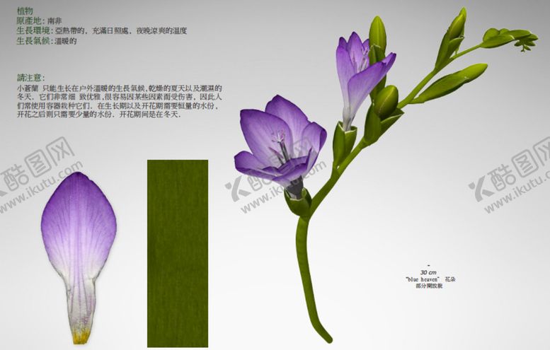 编号：77970601200044082521【酷图网】源文件下载-C4D模型 花朵  