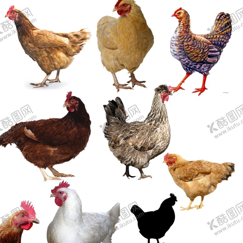 编号：38350409292248184962【酷图网】源文件下载-鸡png免扣高清素材