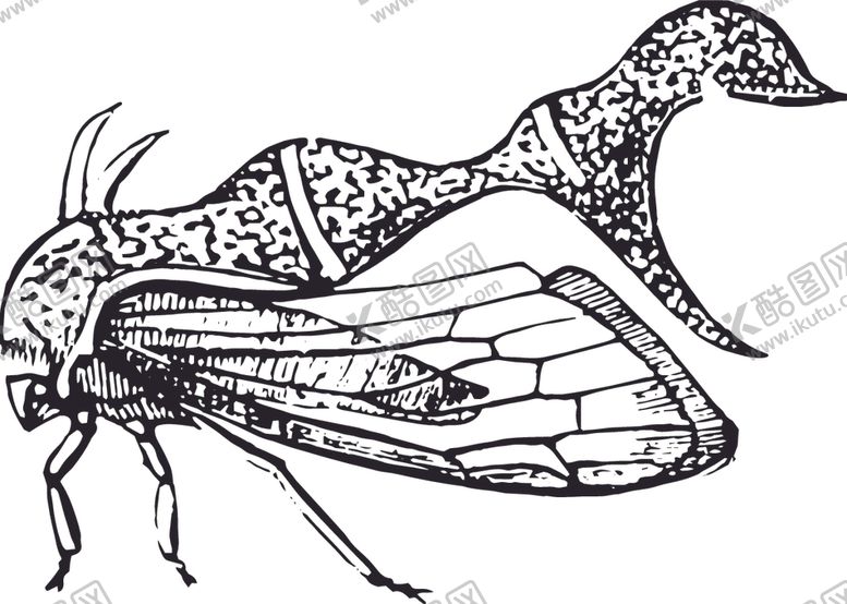 编号：56019210281126056688【酷图网】源文件下载-自然昆虫标本插画