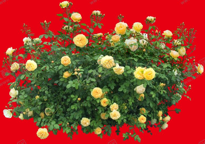 编号：83842410071010212575【酷图网】源文件下载-分层花