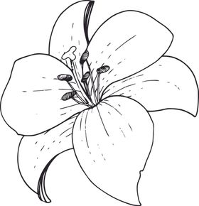白描植物