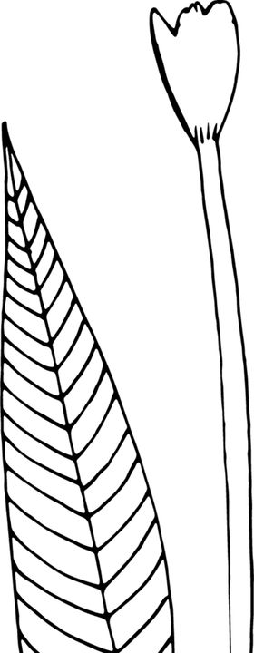秘密花园插画上色元素