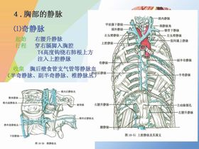 静脉