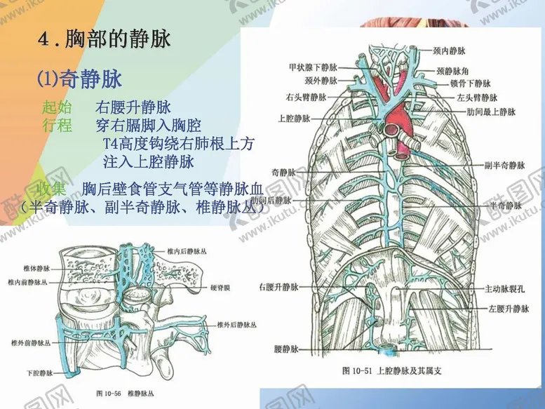 编号：32362901260829385222【酷图网】源文件下载-静脉 
