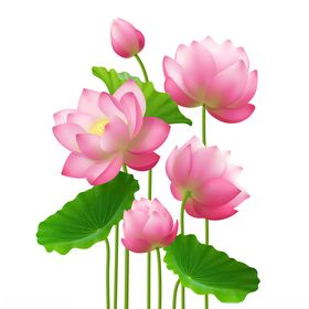 荷花
