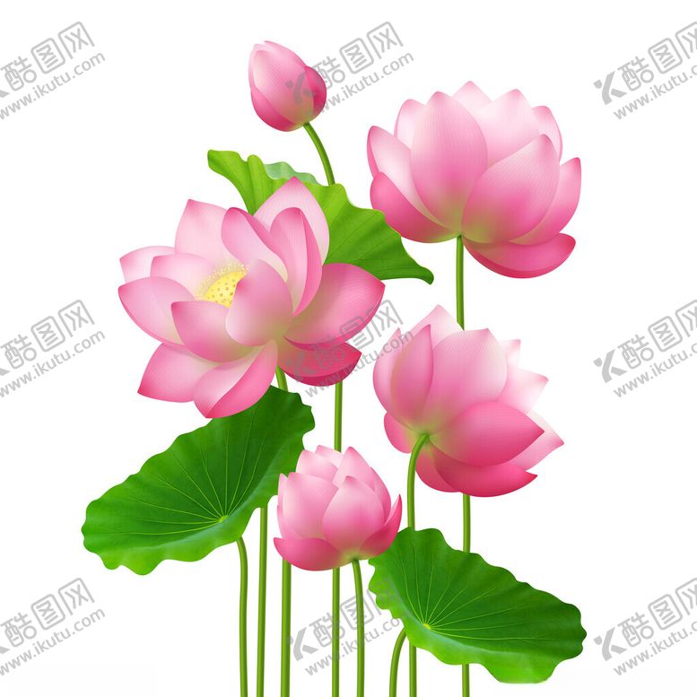 编号：57142905240734286058【酷图网】源文件下载-荷花