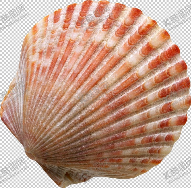 编号：97647009240355221677【酷图网】源文件下载-贝壳