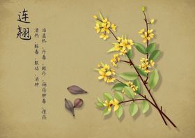 中药药材传统复古插画卡通背景