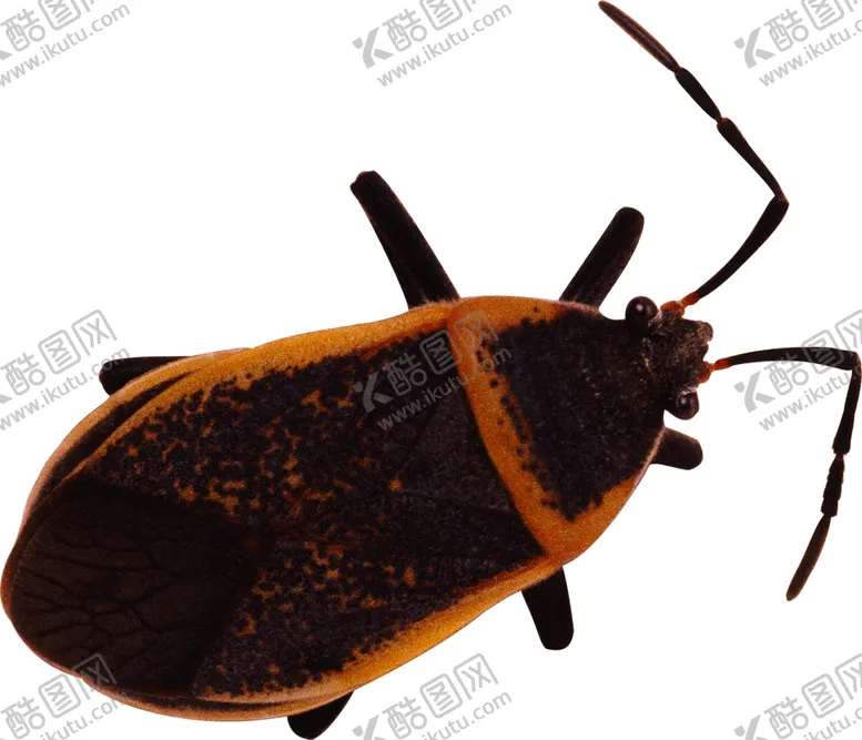 编号：60596106250647162705【酷图网】源文件下载-自然昆虫爬虫图案