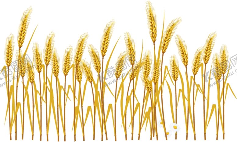 编号：24546109191124522083【酷图网】源文件下载-麦穗