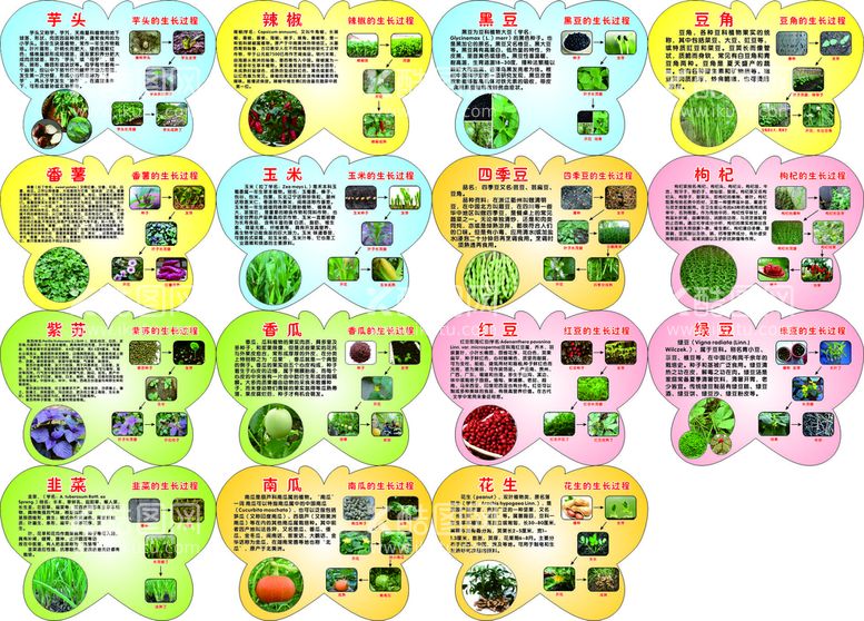 编号：22917901252310588613【酷图网】源文件下载-幼儿园植物生长过程