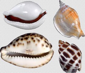 贝壳