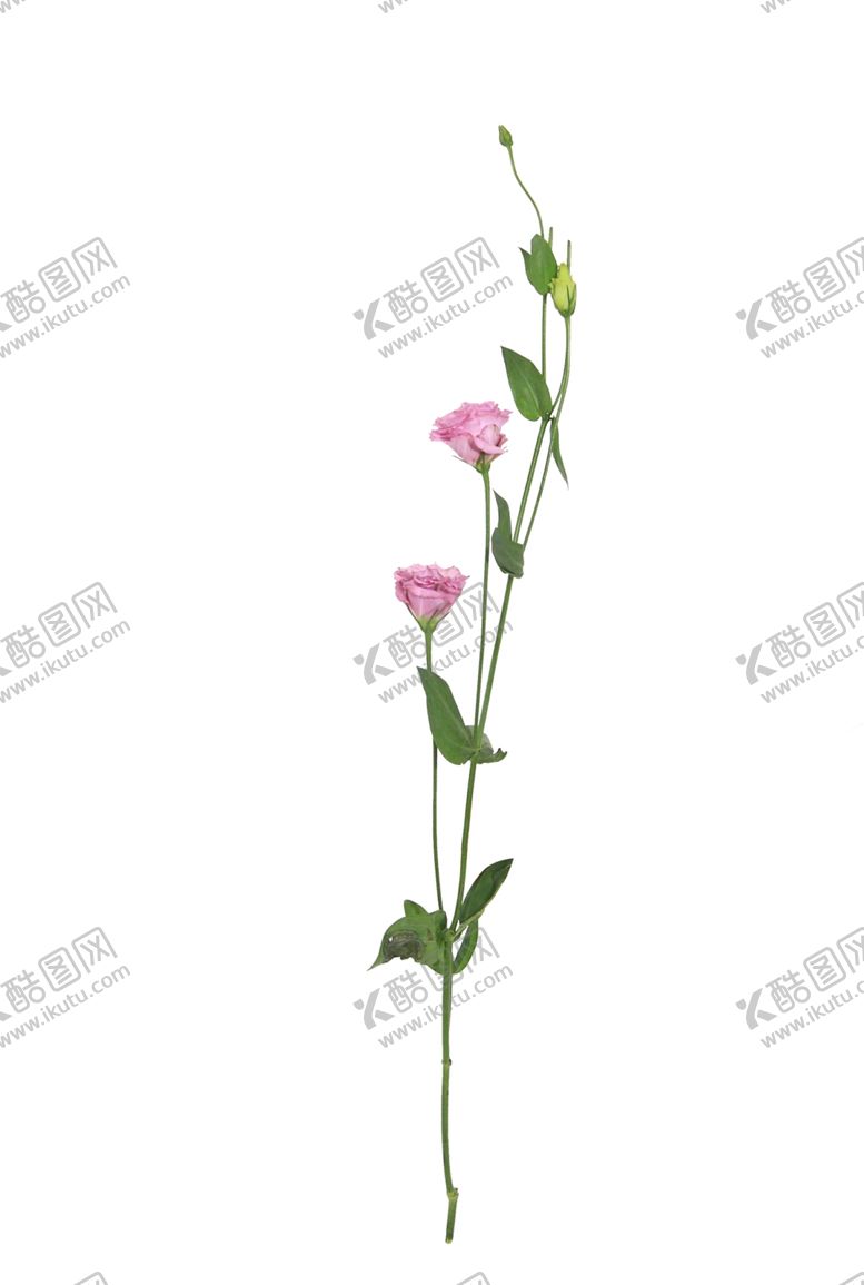 编号：18999009140614261451【酷图网】源文件下载-单只花退底