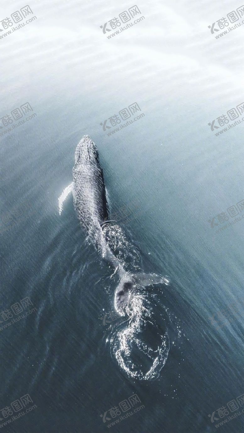 编号：56925805121035113244【酷图网】源文件下载-鲸鱼