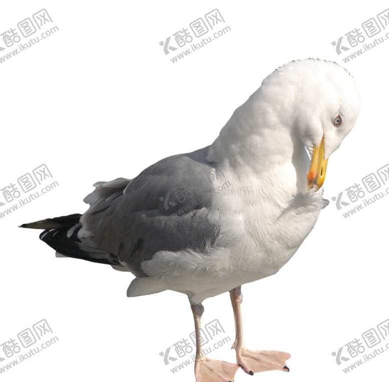 编号：74281905060455443442【酷图网】源文件下载-海鸥