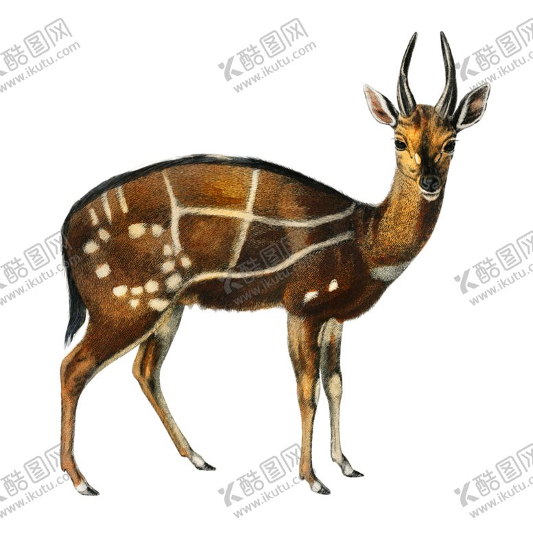 编号：41700602021419085493【酷图网】源文件下载-梅花鹿
