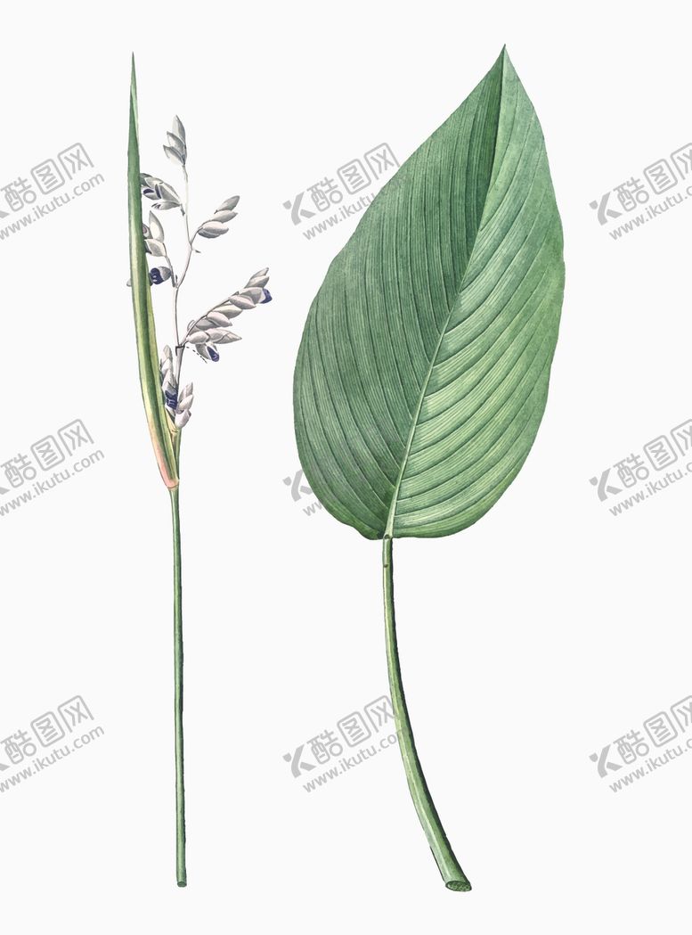 编号：30640307140147518311【酷图网】源文件下载-叶子