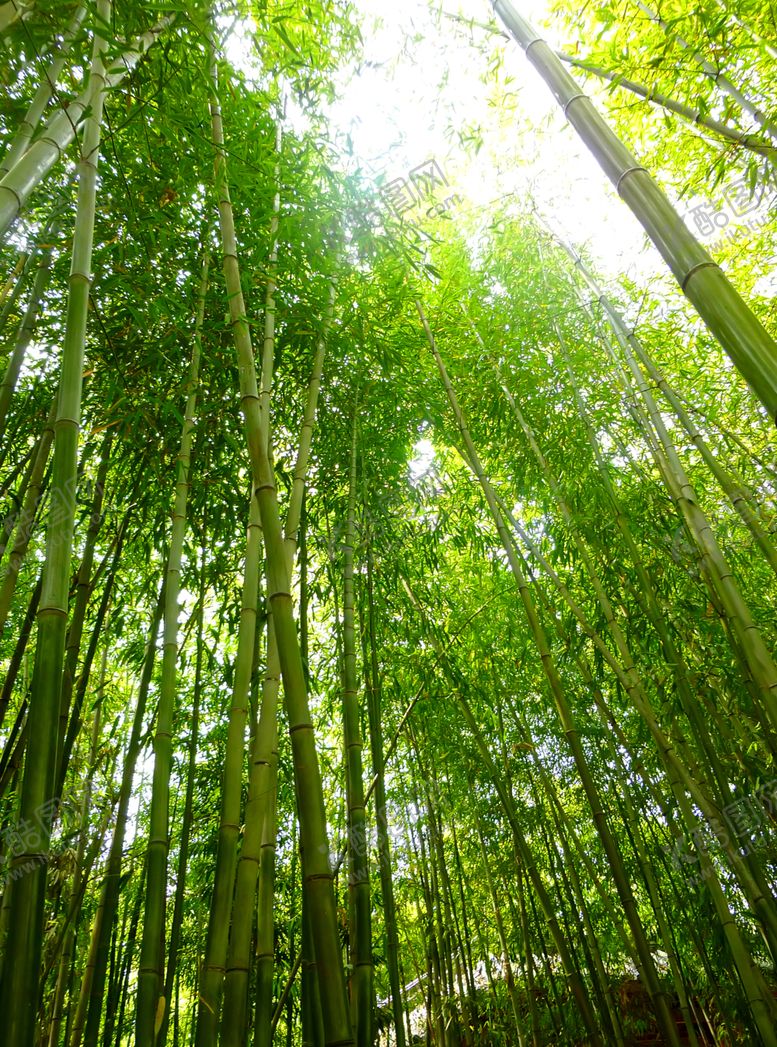 编号：70341809260655481189【酷图网】源文件下载-竹子