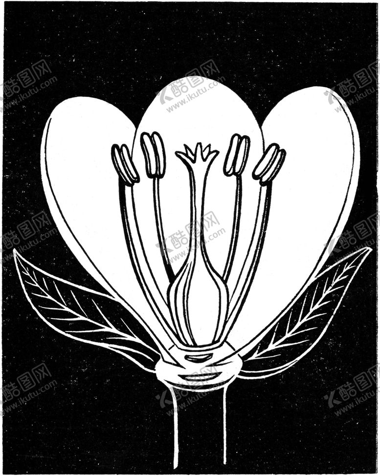 编号：46380609291944266224【酷图网】源文件下载-黑白手绘植物