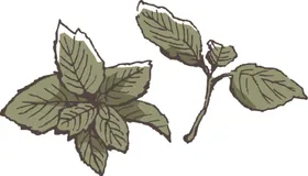 素描鲜花