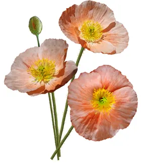 鲜花观赏植物朵免扣素材