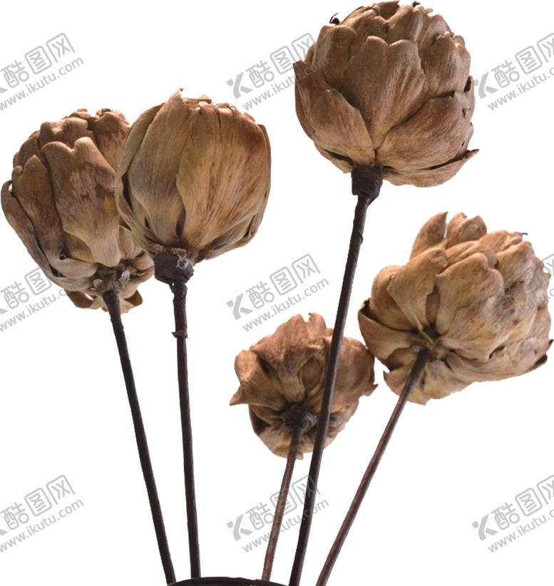 编号：50144507022133258373【酷图网】源文件下载-免抠背景干花枯花